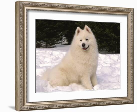 Samoyed Dog in Snow, USA-Lynn M^ Stone-Framed Photographic Print