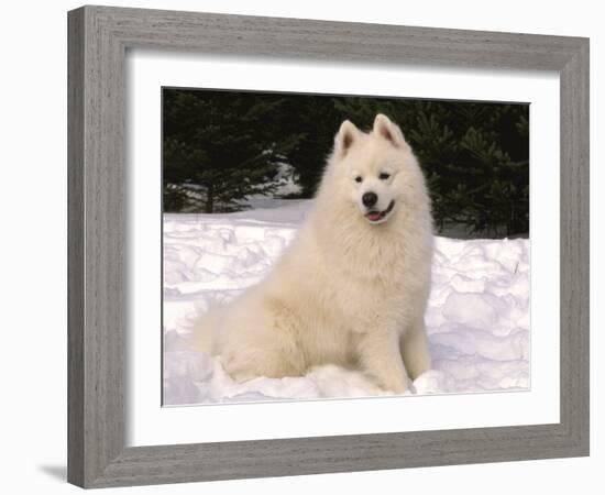 Samoyed Dog in Snow, USA-Lynn M^ Stone-Framed Photographic Print