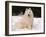 Samoyed Dog in Snow, USA-Lynn M^ Stone-Framed Photographic Print