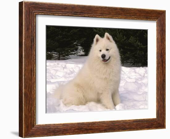 Samoyed Dog in Snow, USA-Lynn M^ Stone-Framed Photographic Print