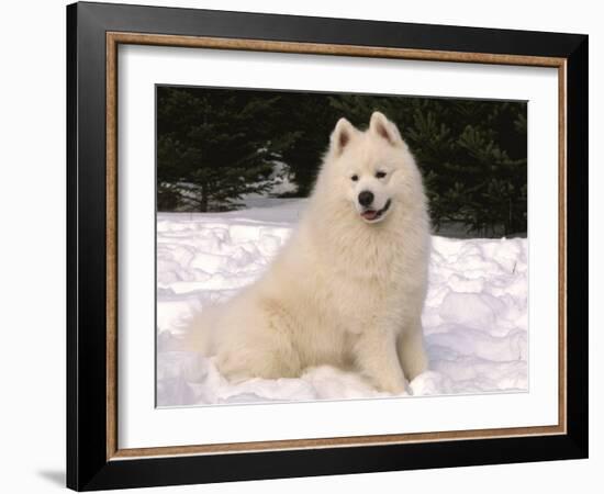 Samoyed Dog in Snow, USA-Lynn M^ Stone-Framed Photographic Print