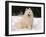 Samoyed Dog in Snow, USA-Lynn M^ Stone-Framed Photographic Print