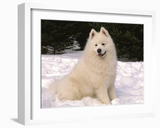 Samoyed Dog in Snow, USA-Lynn M^ Stone-Framed Photographic Print