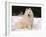 Samoyed Dog in Snow, USA-Lynn M^ Stone-Framed Photographic Print