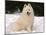 Samoyed Dog in Snow, USA-Lynn M^ Stone-Mounted Photographic Print