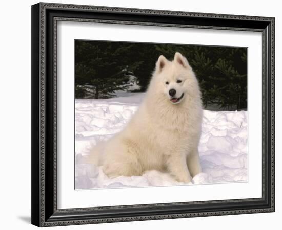 Samoyed Dog in Snow, USA-Lynn M^ Stone-Framed Photographic Print