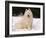 Samoyed Dog in Snow, USA-Lynn M^ Stone-Framed Photographic Print