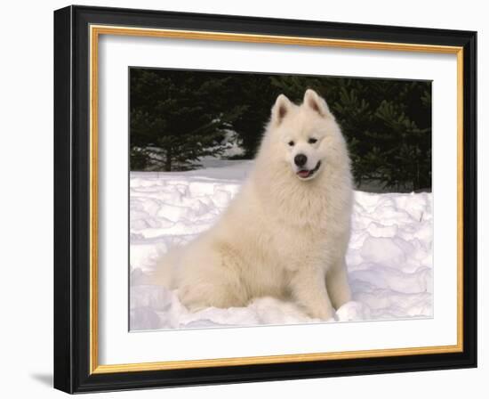 Samoyed Dog in Snow, USA-Lynn M^ Stone-Framed Photographic Print