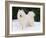 Samoyed Dog in Snow, USA-Lynn M. Stone-Framed Photographic Print