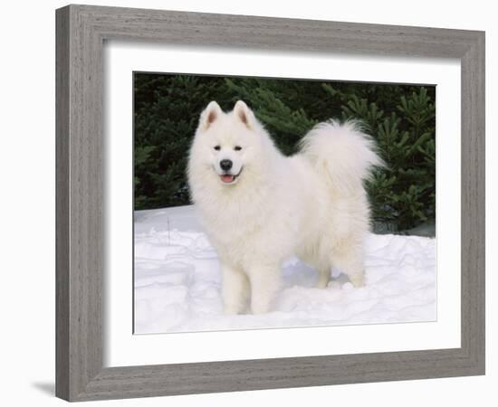 Samoyed Dog in Snow, USA-Lynn M. Stone-Framed Photographic Print