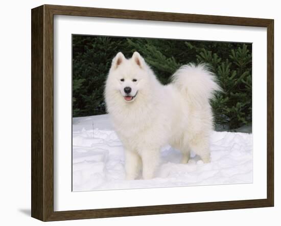 Samoyed Dog in Snow, USA-Lynn M. Stone-Framed Photographic Print