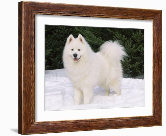 Samoyed Dog in Snow, USA-Lynn M. Stone-Framed Photographic Print