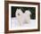 Samoyed Dog in Snow, USA-Lynn M. Stone-Framed Photographic Print