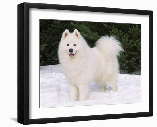 Samoyed Dog in Snow, USA-Lynn M. Stone-Framed Photographic Print