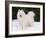 Samoyed Dog in Snow, USA-Lynn M. Stone-Framed Photographic Print