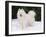 Samoyed Dog in Snow, USA-Lynn M. Stone-Framed Photographic Print