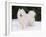 Samoyed Dog in Snow, USA-Lynn M. Stone-Framed Photographic Print