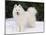 Samoyed Dog in Snow, USA-Lynn M. Stone-Mounted Photographic Print