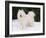 Samoyed Dog in Snow, USA-Lynn M. Stone-Framed Photographic Print