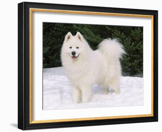 Samoyed Dog in Snow, USA-Lynn M. Stone-Framed Photographic Print