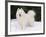 Samoyed Dog in Snow, USA-Lynn M. Stone-Framed Photographic Print