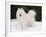Samoyed Dog in Snow, USA-Lynn M. Stone-Framed Photographic Print