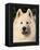 Samoyed Dog, USA-Lynn M. Stone-Framed Premier Image Canvas