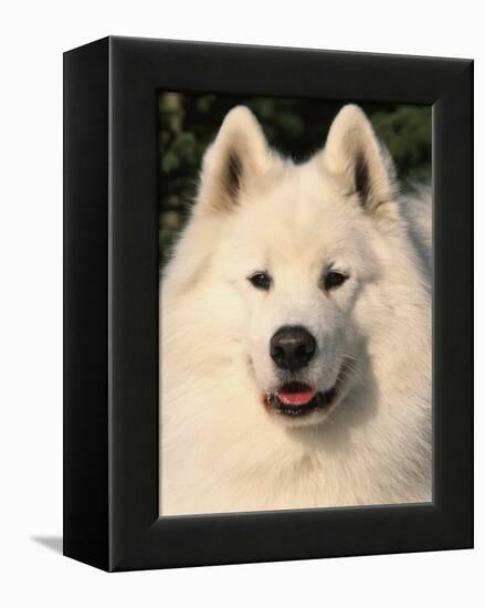 Samoyed Dog, USA-Lynn M. Stone-Framed Premier Image Canvas