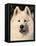 Samoyed Dog, USA-Lynn M. Stone-Framed Premier Image Canvas