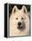 Samoyed Dog, USA-Lynn M. Stone-Framed Premier Image Canvas