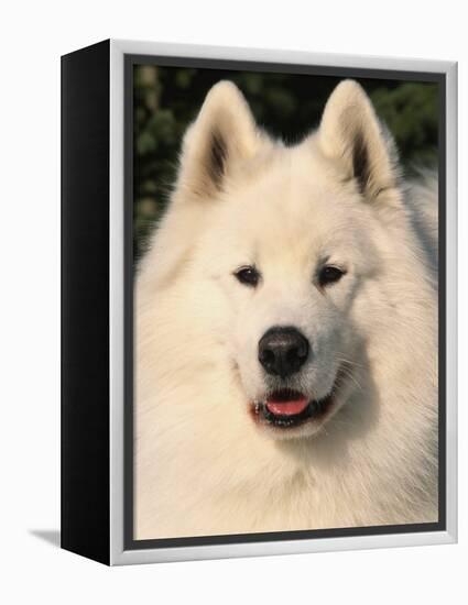 Samoyed Dog, USA-Lynn M. Stone-Framed Premier Image Canvas