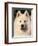 Samoyed Dog, USA-Lynn M. Stone-Framed Premium Photographic Print