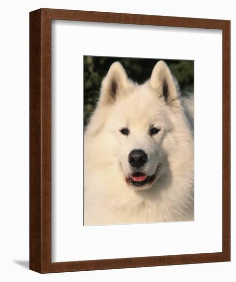 Samoyed Dog, USA-Lynn M. Stone-Framed Premium Photographic Print