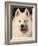 Samoyed Dog, USA-Lynn M. Stone-Framed Photographic Print