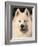 Samoyed Dog, USA-Lynn M. Stone-Framed Photographic Print