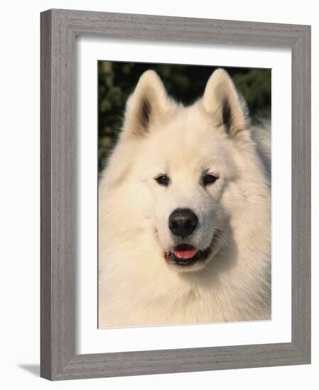 Samoyed Dog, USA-Lynn M. Stone-Framed Photographic Print