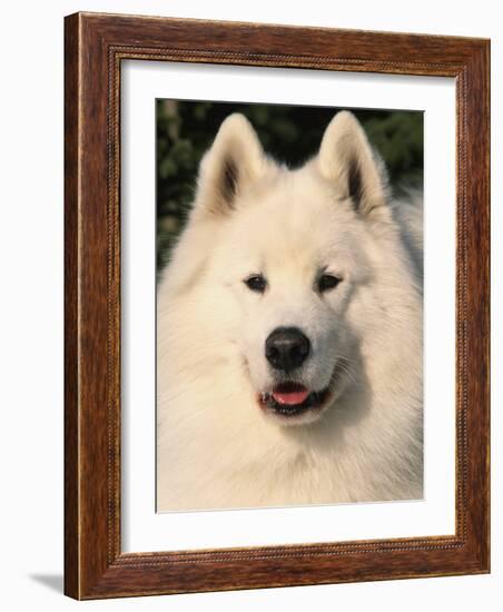 Samoyed Dog, USA-Lynn M. Stone-Framed Photographic Print