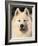 Samoyed Dog, USA-Lynn M. Stone-Framed Photographic Print