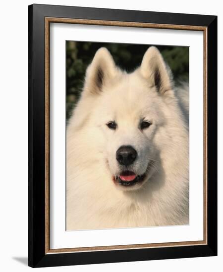 Samoyed Dog, USA-Lynn M. Stone-Framed Photographic Print