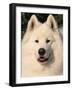 Samoyed Dog, USA-Lynn M. Stone-Framed Photographic Print