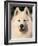 Samoyed Dog, USA-Lynn M. Stone-Framed Photographic Print