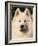 Samoyed Dog, USA-Lynn M. Stone-Framed Photographic Print