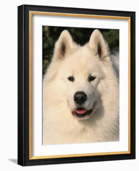 Samoyed Dog, USA-Lynn M. Stone-Framed Photographic Print