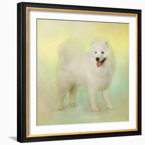 Samoyed in Spring-Jai Johnson-Framed Giclee Print