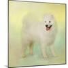 Samoyed in Spring-Jai Johnson-Mounted Giclee Print