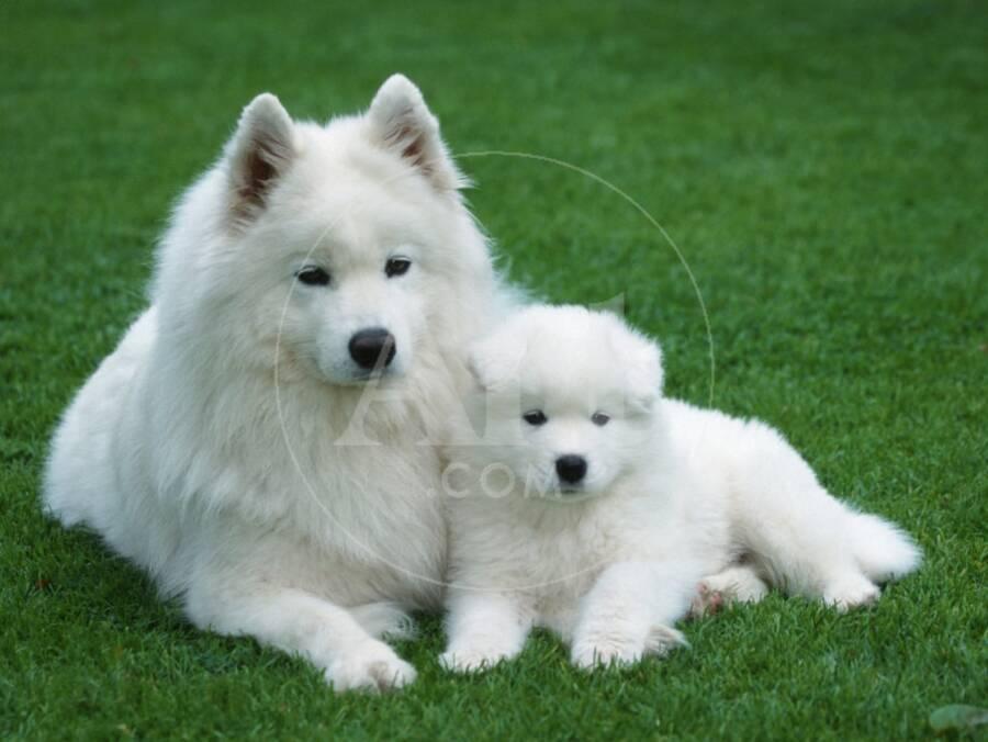 Samoyed With 6 Weeks Old Puppy Photographic Print Petra Wegner Art Com