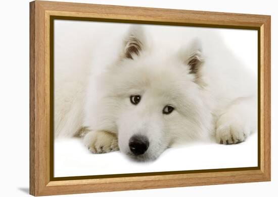 Samoyed-null-Framed Premier Image Canvas