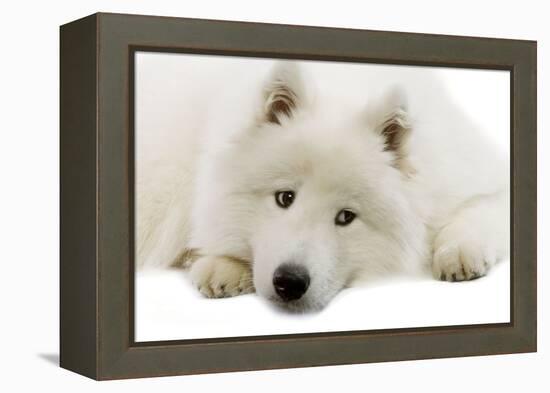 Samoyed-null-Framed Premier Image Canvas