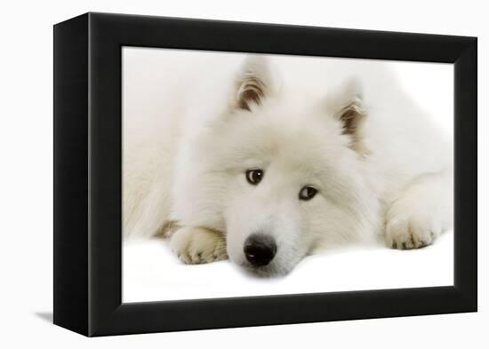 Samoyed-null-Framed Premier Image Canvas