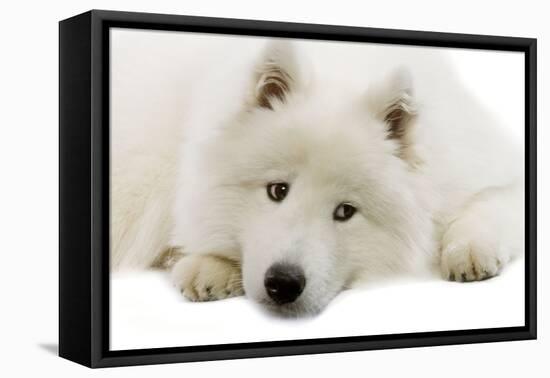 Samoyed-null-Framed Premier Image Canvas